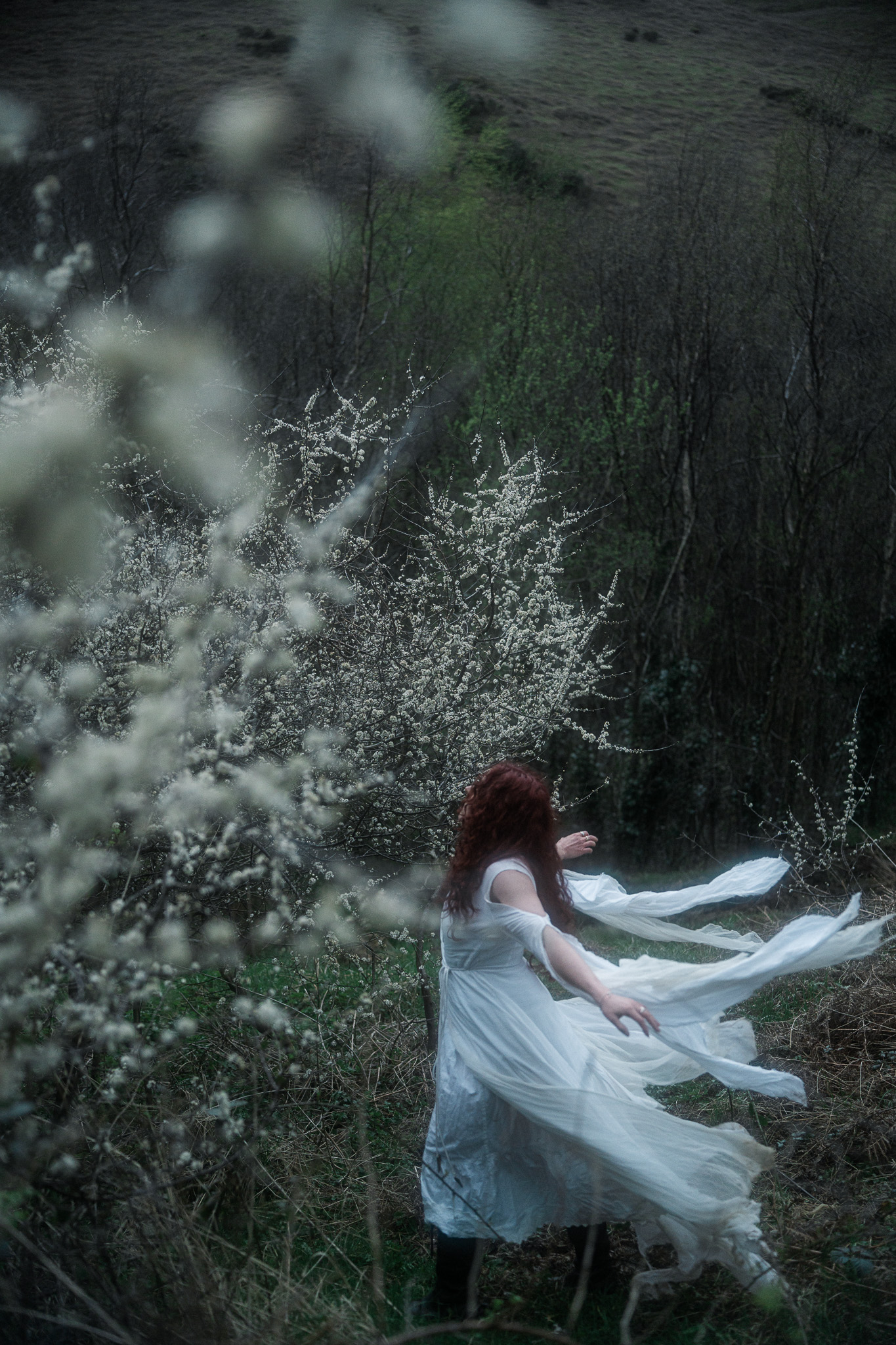 Aerial view, dress flowing in wind among blackthorn blossom