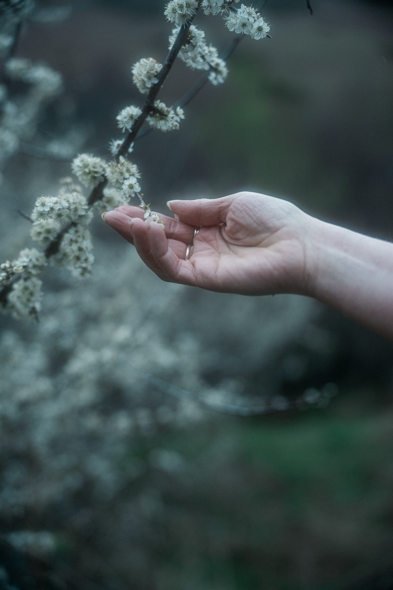 Hand held open under blackthorn blossom