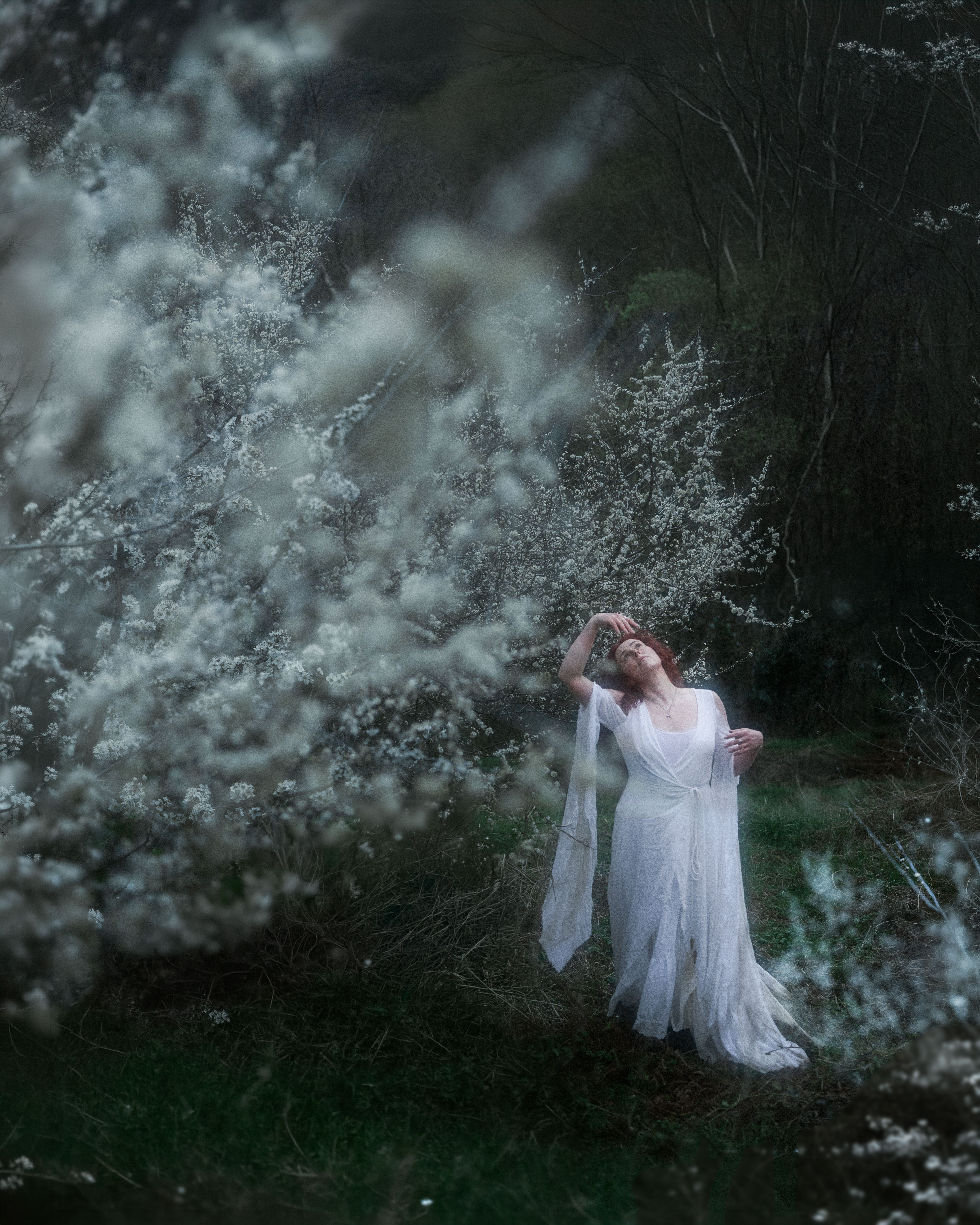 Standing among blackthorn blossom, head back, dark forest behind