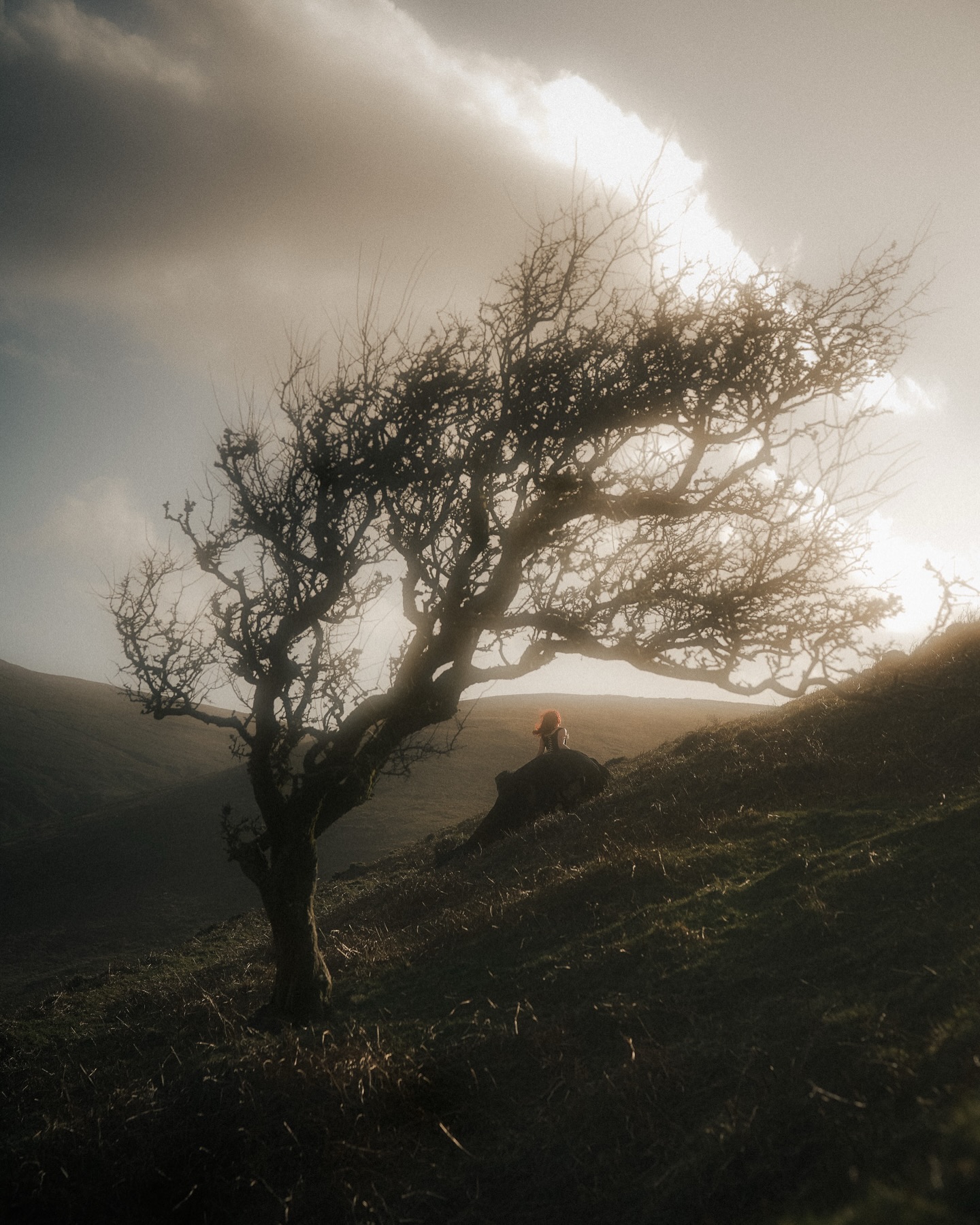 Windswept hawthorn tree on hillside, Isle of Man — figure below